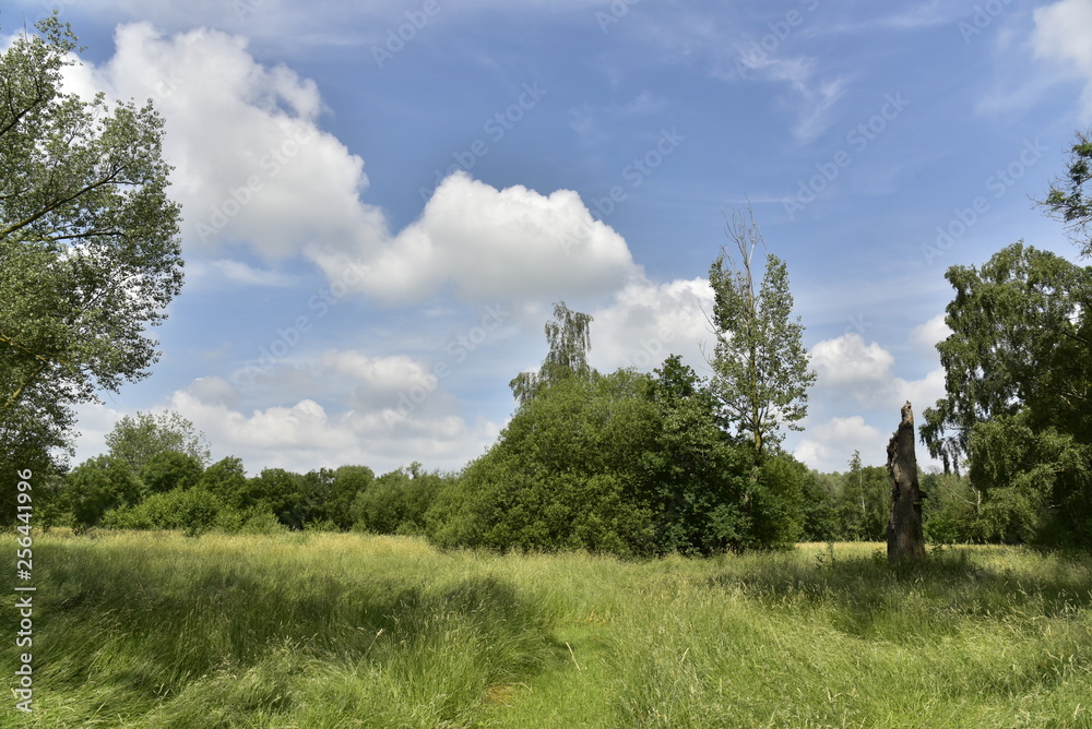 Prairie entourée d'arbres dans la zone sauvage de l'extrémité sud du domaine provincial de Vrijbroekpark à Malines Prairie entourée d'arbres dans la zone sauvage de l'extrémité sud du domaine provincial de Vrijbroekpark à Malines
