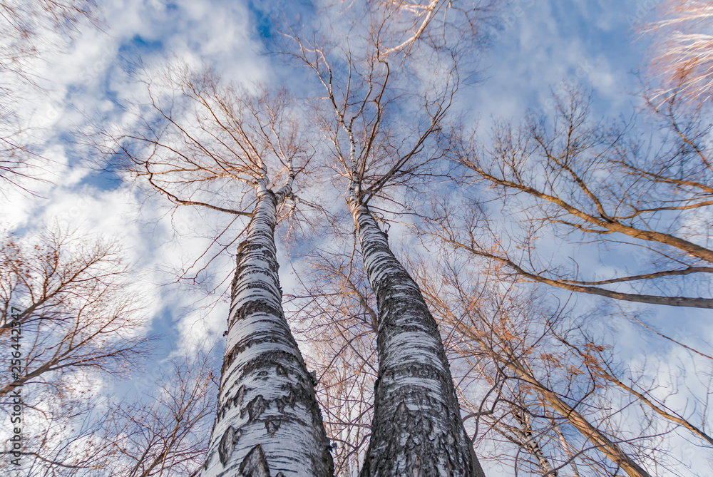 Obraz premium Double-trunk birch on sky background