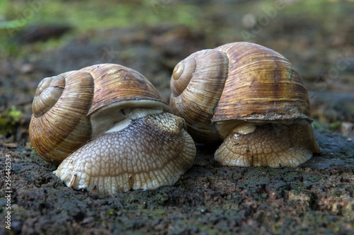 Snails, animal, shell, nature, slow, macro,