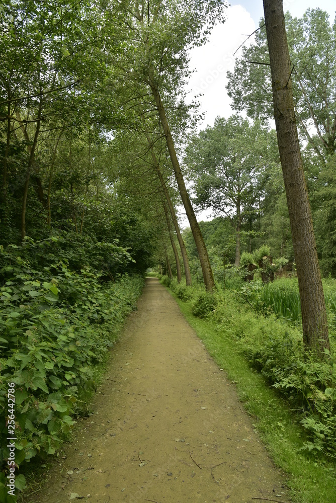 Chemin en terre dure longeant les arbres penchés en pleine végétation luxuriante du domaine provincial de Vrijbroekpark à Malines