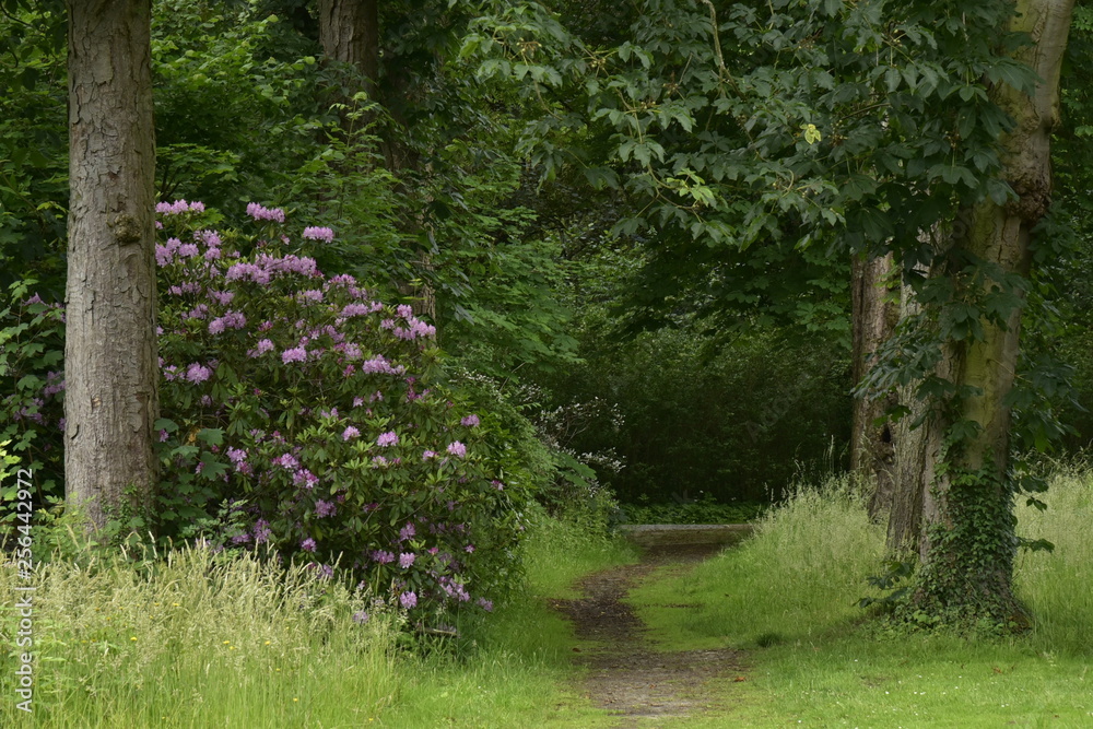 Chemin étroit entre les arbres vers un tunnel de feuillage au domaine provincial de Vrijbroekpark à Malines