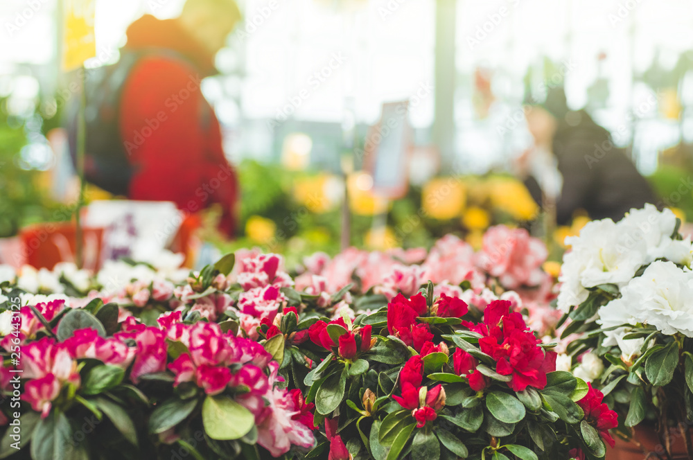 Fototapeta premium Garden shop. Many colorful flowerpot in the store, close up.