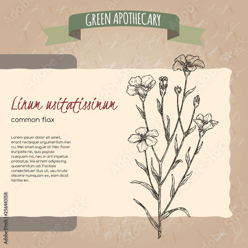 Linum usitatissimum aka common flax sketch. Green apothecary series.