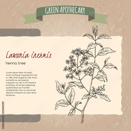 Lawsonia inermis aka henna tree sketch. Green apothecary series.