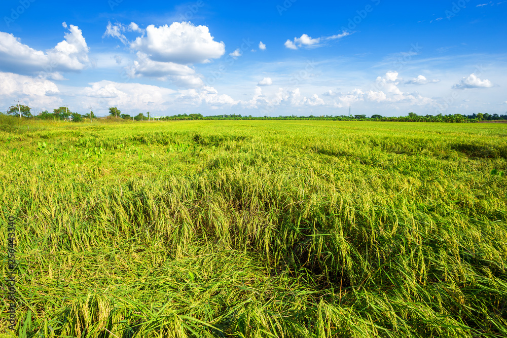 Beautiful green cornfield with fluffy clouds sky background. Beautiful green cornfield with fluffy clouds sky background.
