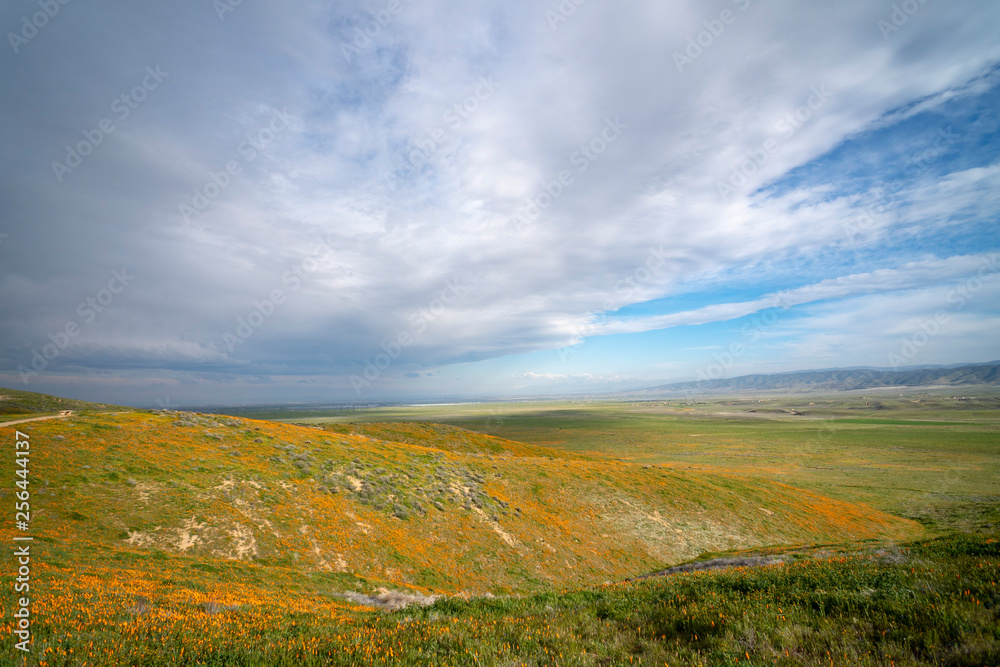 Obraz premium sunset over poppy field