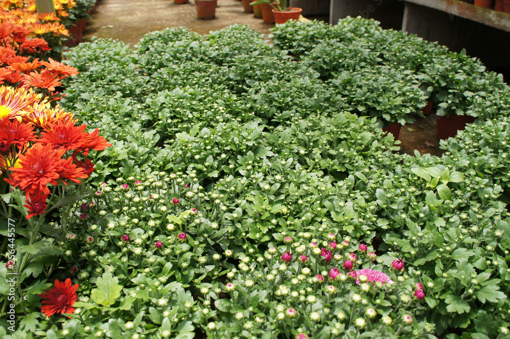 Fototapeta premium Chrysanthemum flowers planted and grows in the small plastic containers. Bred in a nursery for sale.