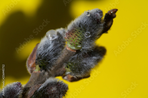 Pussy willow twigs isolated on yellow background, close-up. Shallow Depth of Field