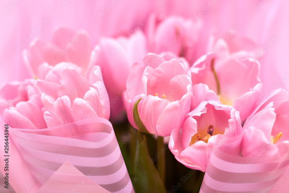 Obraz premium Blooming Tulip Flower. Bouquet of pink tulips