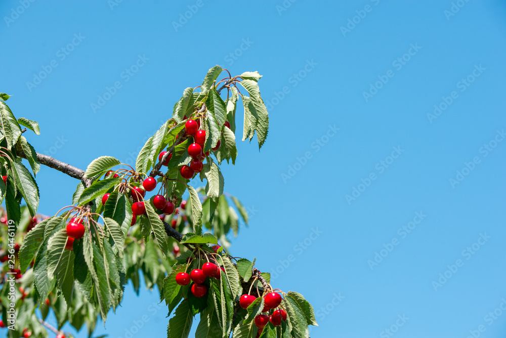 Cherry on the branch grows, ripened red cherry