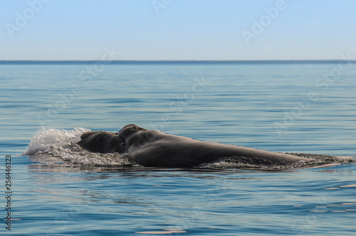 Whale breathing  Peninsula Valdes   Patagonia  Argentina