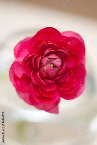 Bright Pink Buttercup Ranunculus