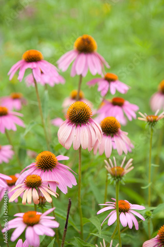 Pink Coneflower Echinacea Flower