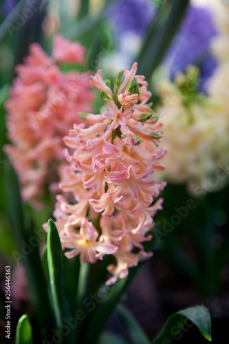 Pretty Pink Hyacinth 