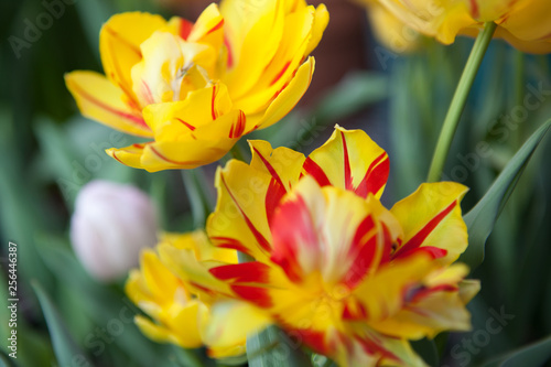 Wide Open Blooming Tulips