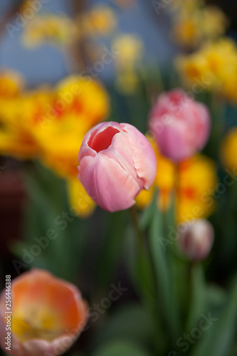 Pink and Yellow Spring Tulips