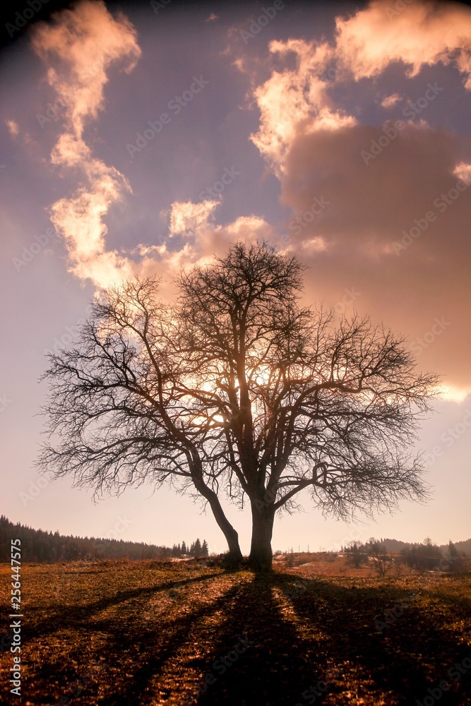 Obraz premium magical sunrise with tree.savsat/artvin/turkey