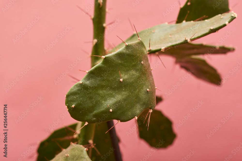 Green cactus on pink wall background Green cactus on pink wall background