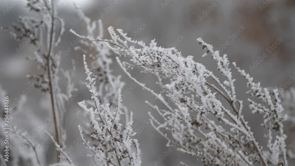 frost on the branches of dry grass frost on the branches of dry grass