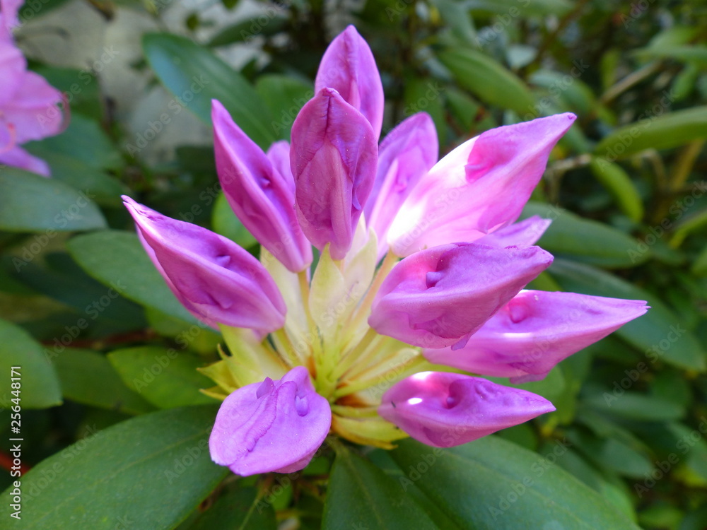 Blume Blume