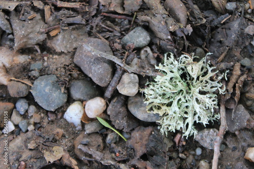 Lichen and stone background and copy space typical Scotland footpath 