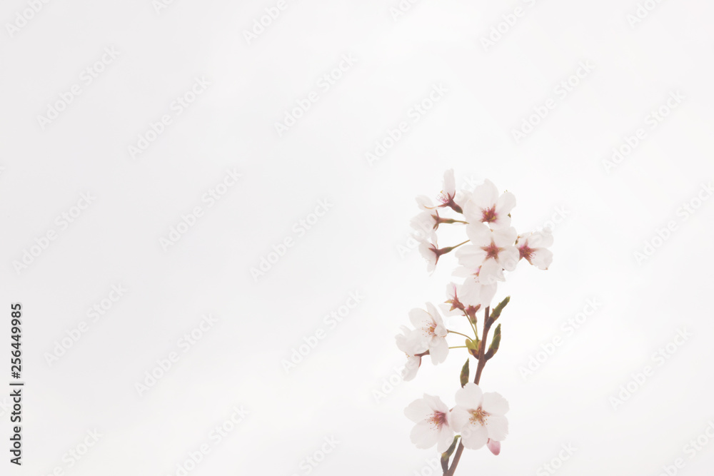 桜6