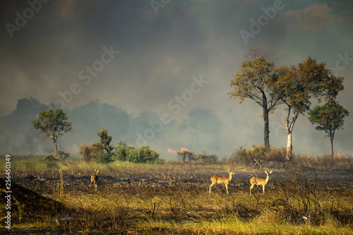 reedbuck surveying their territory following a bush fire