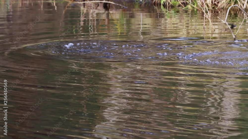 European Otters, Lutra lutra, swimming, gliding, hunting and fishing on a river within a town during spring in Scotland. European Otters, Lutra lutra, swimming, gliding, hunting and fishing on a river within a town during spring in Scotland.