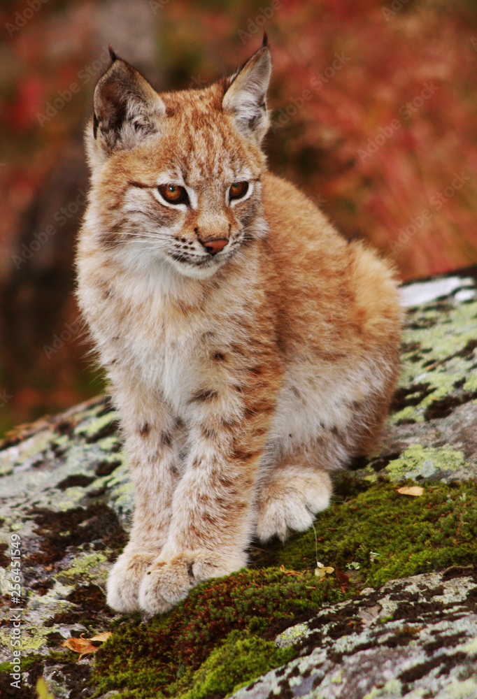 Norwegian Lynx