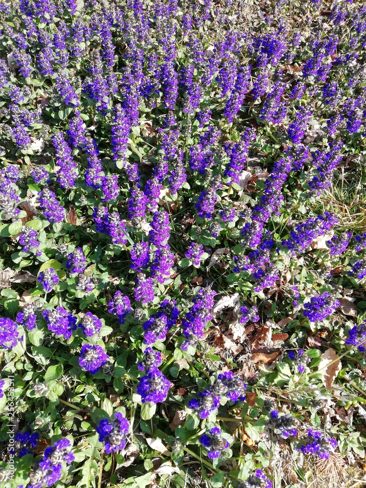 Obraz premium blue flowers