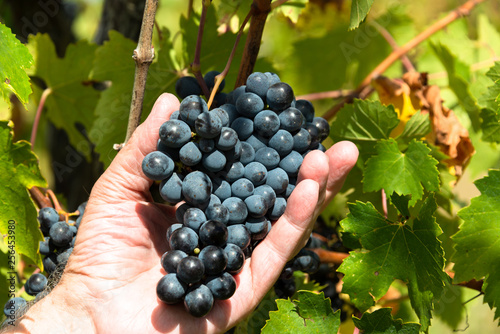 Rotweintrauben handgeprüft auf Reife und Qualität während der Weinlese im Chiantigebiet