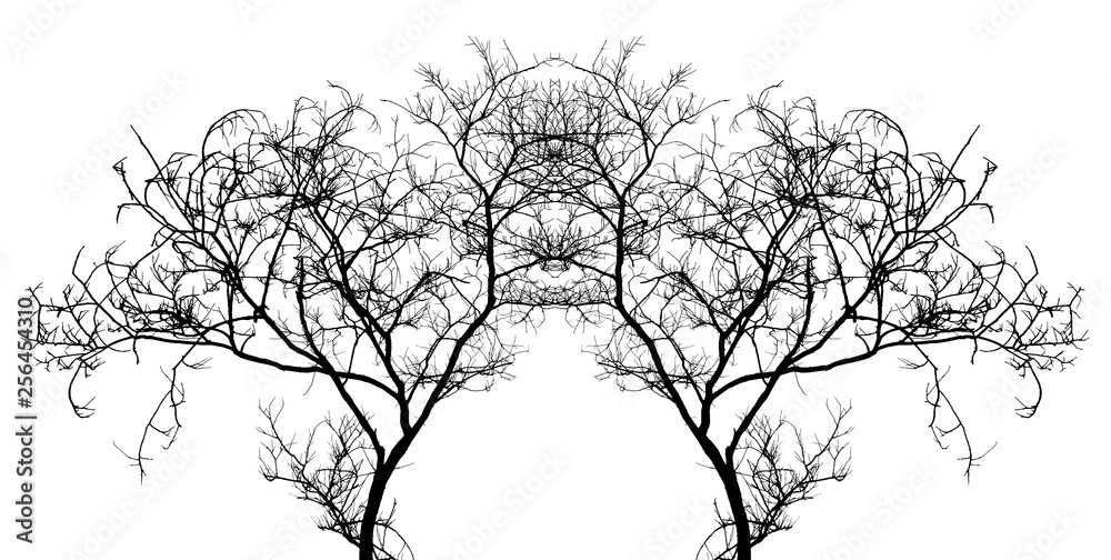 Fototapeta premium Bare tree branches silhouette on a white background.