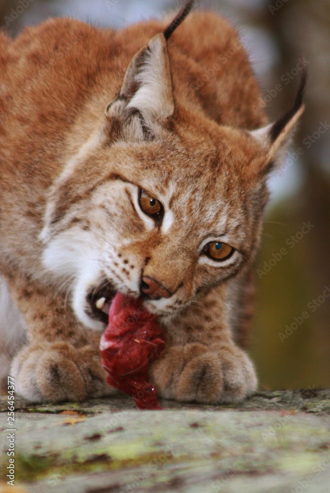 Fototapeta premium Norwegian Lynx