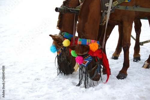 winter horse race Kars Turkey. 