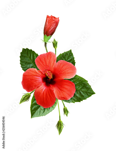 Red hibiscus flowers in a tropical arrangement