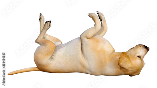 3D Rendering Labrador Dog on White © photosvac