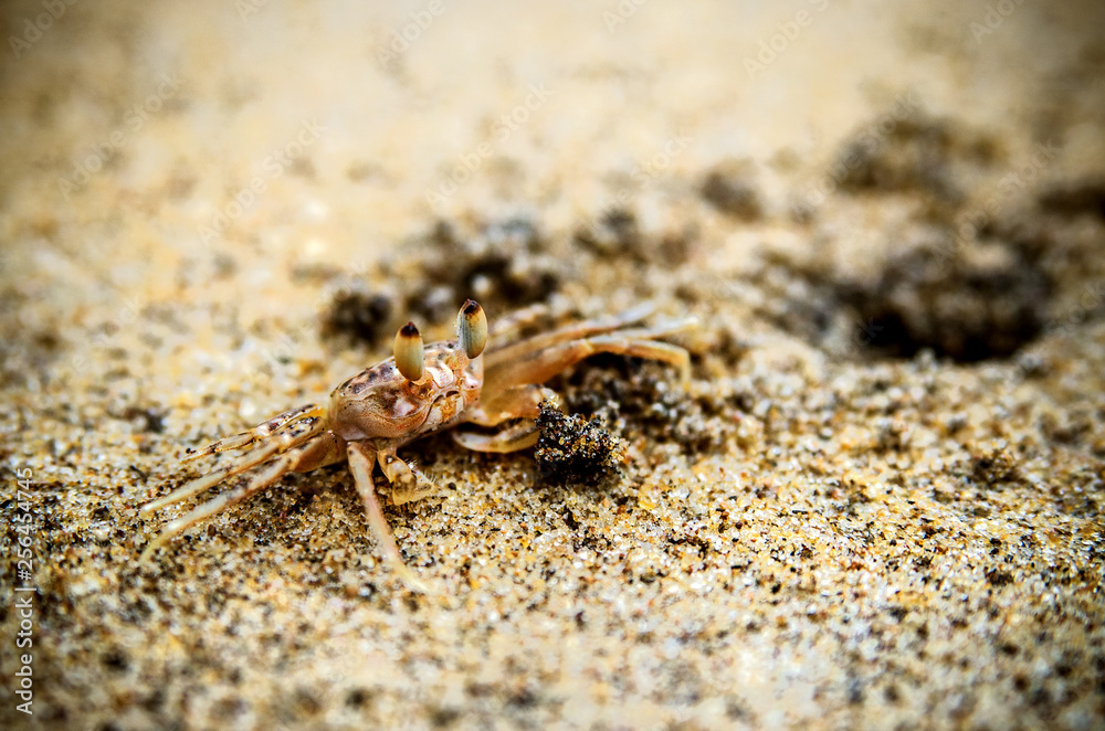 Crab near its burrow on the beach. Kalutara. Sri Lanka Crab near its burrow on the beach. Kalutara. Sri Lanka