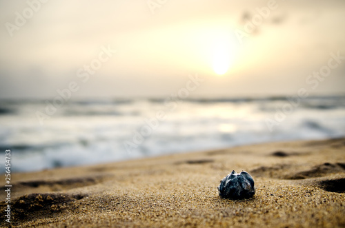 Little shell on the sand against the backdrop of a beautiful sunset. Kalutara. Sri Lanka
