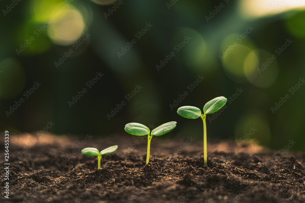Growth Trees concept in the nature morning light and background Beautiful green Growth Trees concept in the nature morning light and background Beautiful green