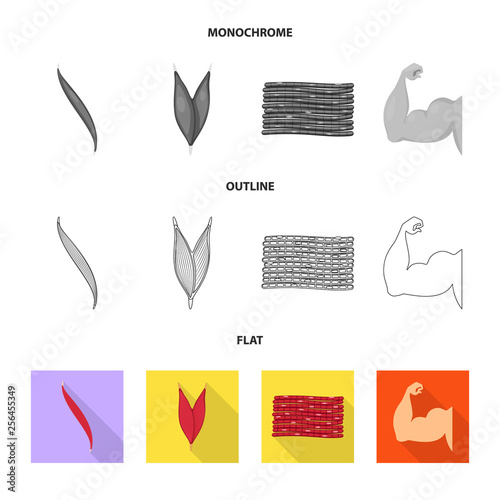 Isolated object of fiber and muscular logo. Set of fiber and body  stock vector illustration.