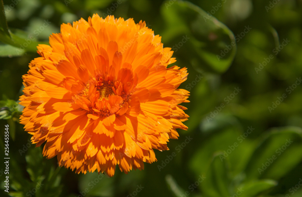 Orange flower of double calendula close-up at the green background Orange flower of double calendula close-up at the green background