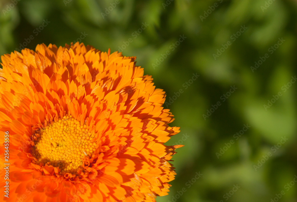Orange flower of double calendula close-up at the green background Orange flower of double calendula close-up at the green background