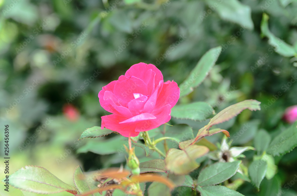 pink rose in garden pink rose in garden