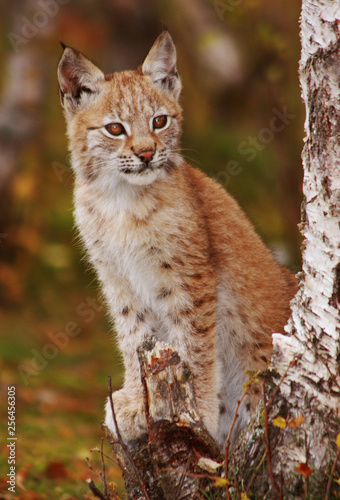 Norwegian Lynx