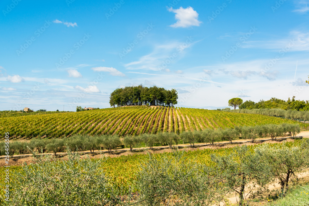 Toskanalandschaft während der Weinernte in der Gebiet des Weingutes Colaini im Chiantigebiet