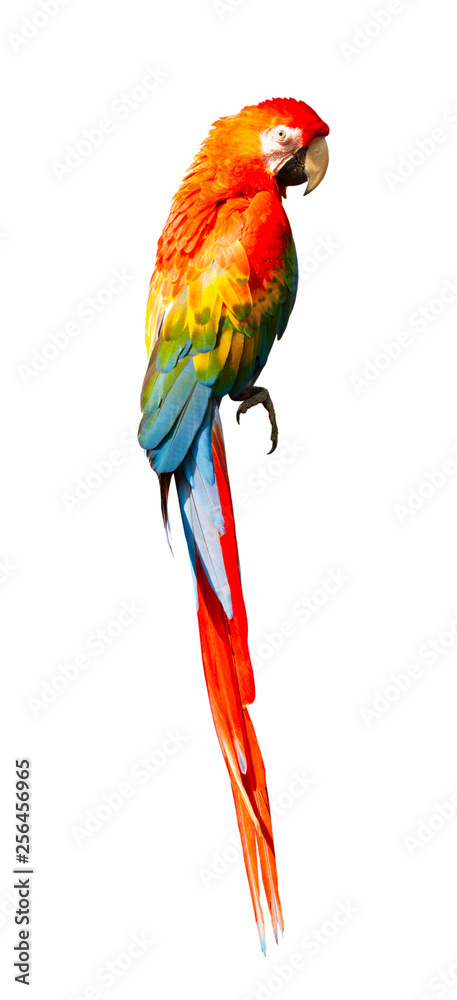 Obraz premium Macaw isolated on white background