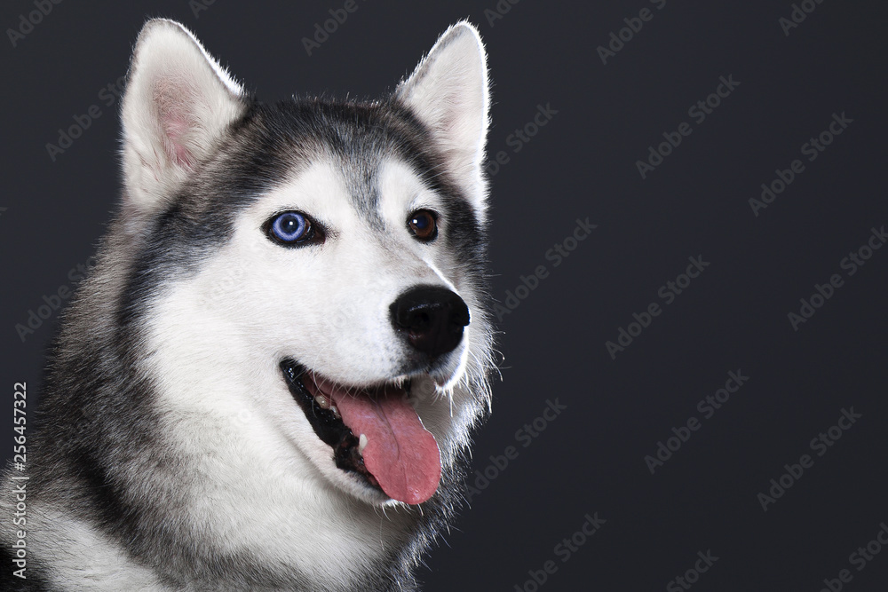 Beautiful Siberian Husky dog with blue and brown eyes, posing in studio on dark background