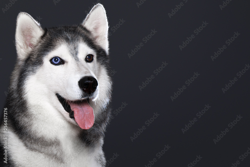 Beautiful Siberian Husky dog with blue and brown eyes, posing in studio on dark background