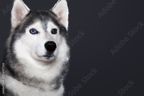 Beautiful Siberian Husky dog with blue and brown eyes  posing in studio on dark background