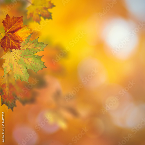 Autumnal fall. Beautiful seasonal backgrounds with maple leaf and bright colours